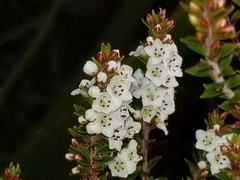 Epacris pauciflora