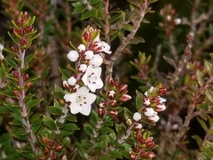 Epacris pauciflora