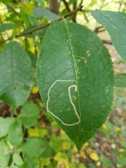 Lyonetia clerkella