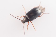 Gonodera luperus