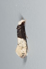 Trichophaga tapetzella
