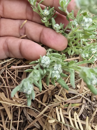 spring rabbit tobacco