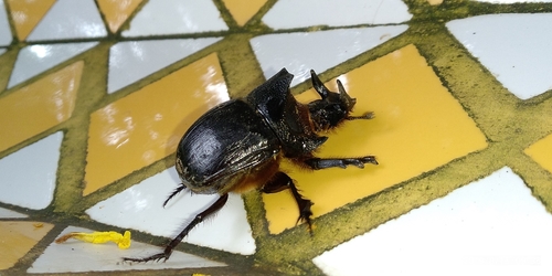 Heliocopris midas