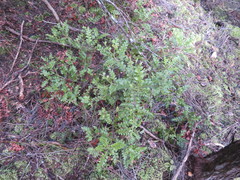 Phyllocladus trichomanoides