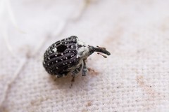 Cionus scrophulariae