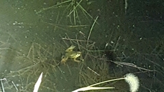 Pelophylax chosenicus