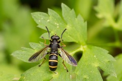 Temnostoma bombylans