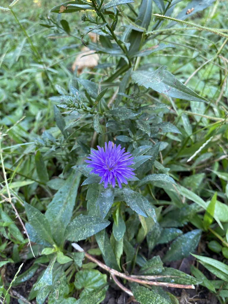 Chinese Aster from Calle Antiguo Aereopuerto, Tapachula, Chis., MX on ...