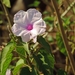 Bush Morning Glory - Photo (c) i_c_riddell, some rights reserved (CC BY), uploaded by i_c_riddell