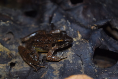 Limnonectes paramacrodon
