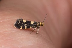 Lampronia corticella