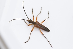 Stenocorus meridianus