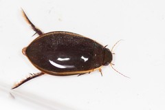 Cybister lateralimarginalis