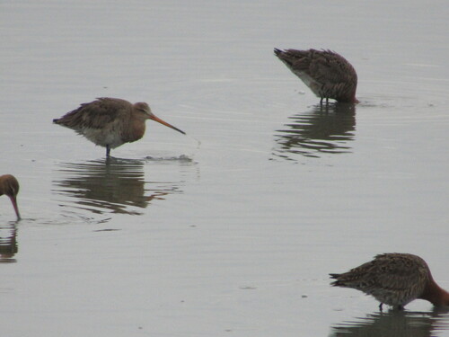Aguja colinegra (Limosa limosa)