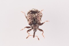 Cleopus pulchellus