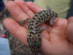 Phyllodactylus lanei