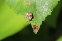 Dyroderes umbraculatus