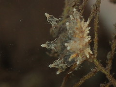 Eubranchus ocellatus