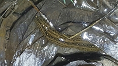 Whitmania pigra