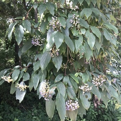 Cornus obliqua