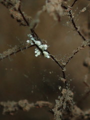 Eubranchus putnami