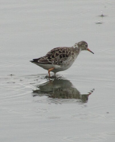 Combatiente (Calidris pugnax)