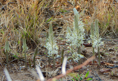 Drimia sanguinea