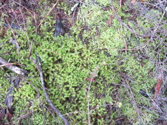 Ptychomnion aciculare