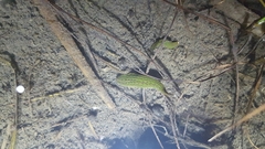 Whitmania edentula