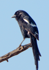 Lanius melanoleucus melanoleucus
