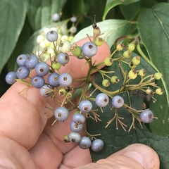 Cornus obliqua