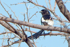 Lanius melanoleucus melanoleucus