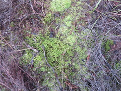 Ptychomnion aciculare