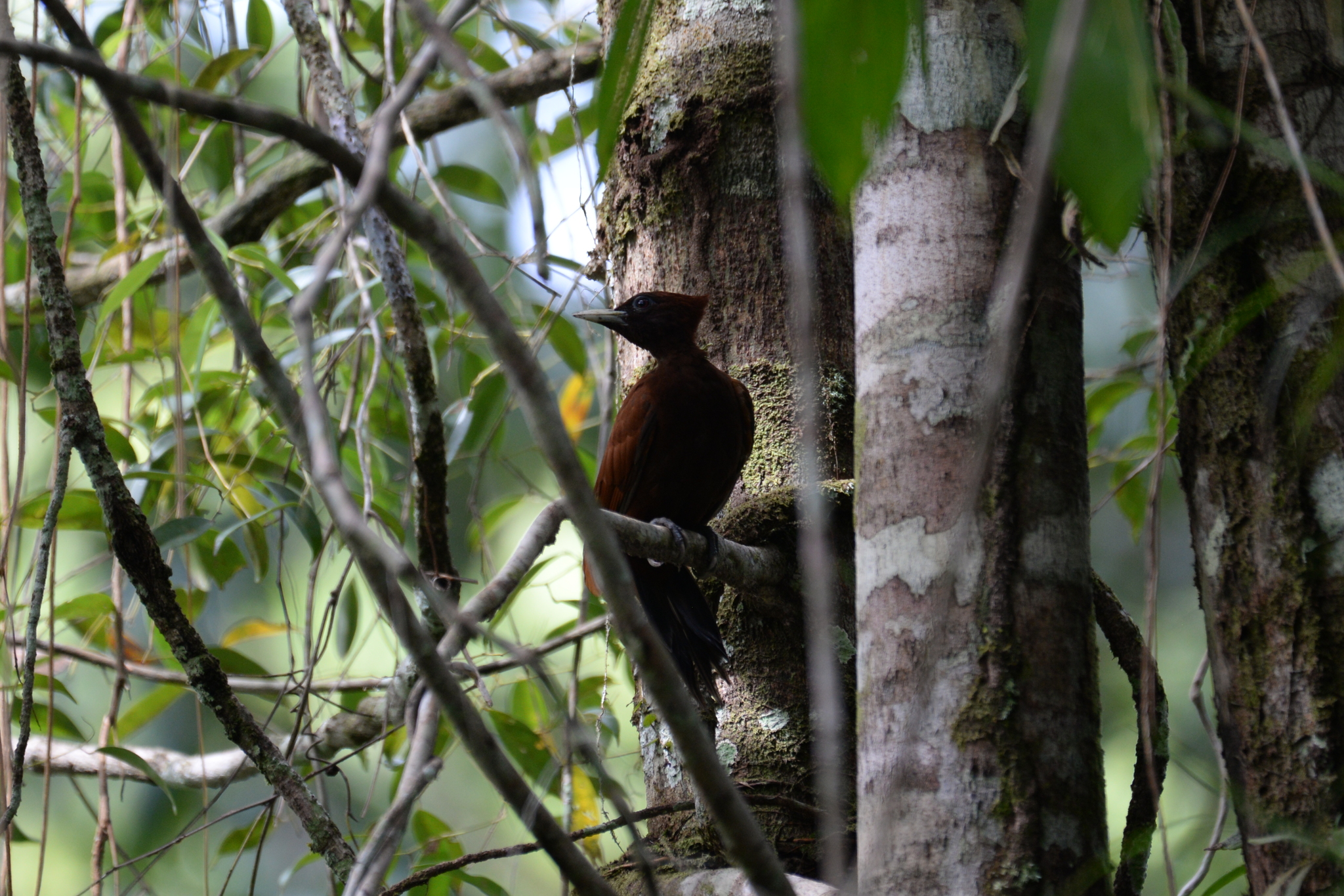 Chestnut Woodpecker (Celeus elegans), photo 5