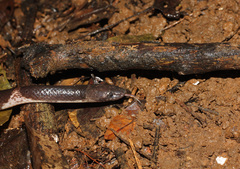 Lycodon septentrionalis