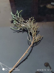 Cupressus sempervirens