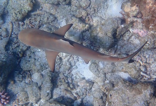 Blacktip Reef Shark (Carcharhinus melanopterus)