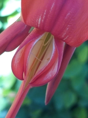 Clianthus maximus