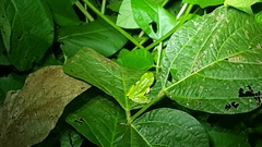 Hyla suweonensis