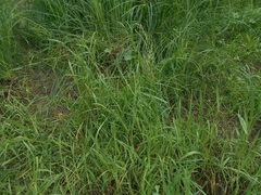 Beckmannia eruciformis