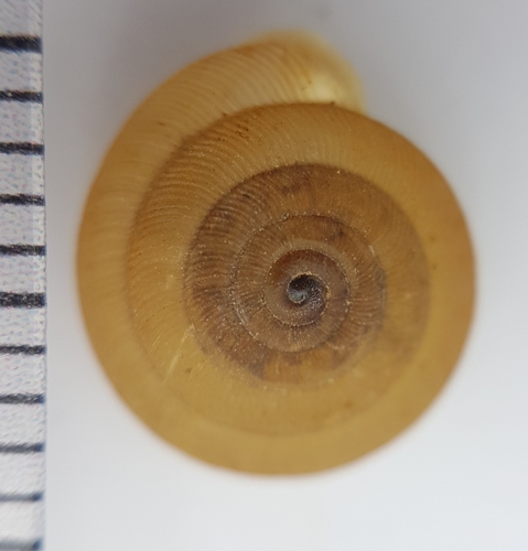 Oestophora barbula