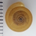 Oestophora barbula - Photo (c) anasacuta,  זכויות יוצרים חלקיות (CC BY), הועלה על ידי anasacuta