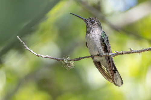 Outcrop Sabrewing