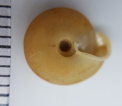 Oestophora barbula