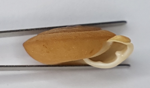 Oestophora barbula