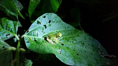 Hyla japonica
