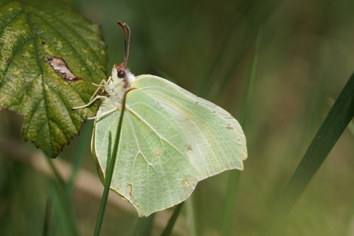 Photo of Common Brimstone (Gonepteryx rhamni)
