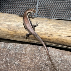 Trachylepis sechellensis