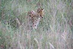 Leptailurus serval