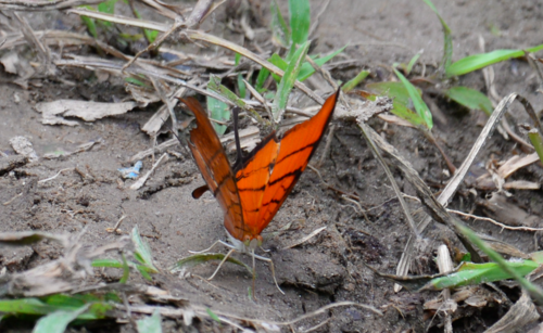 Ruddy Daggerwing